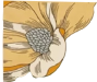 花瓣元素