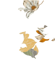 散点花元素
